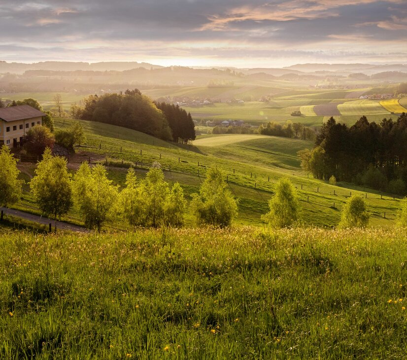 Sanfte Hügellandschaft im Innviertel mit Wiesen, Bäumen und Häusern im goldenen Abendlicht